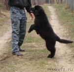 Превью фото № 41031