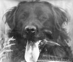 Превью фото № 41097