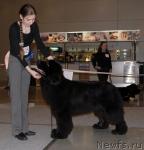 Превью фото № 41195