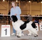 Превью фото № 41217