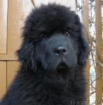 Превью фото № 41238