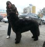 Превью фото № 41377