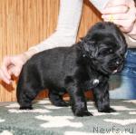 Превью фото № 41505