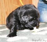 Превью фото № 41508