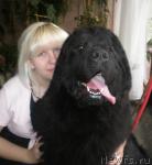 Превью фото № 41688