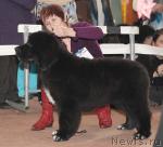 Превью фото № 41776