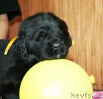 Превью фото № 41851