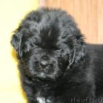 Превью фото № 42267