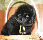 Превью фото № 42647