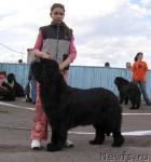 Превью фото № 43322