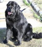 Превью фото № 43347