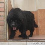 Превью фото № 43401