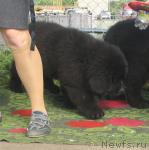 Превью фото № 43445