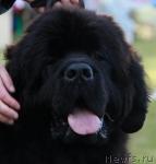 Превью фото № 43468