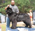 Превью фото № 4356