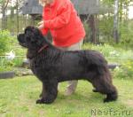 Превью фото № 43765