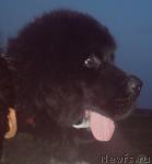 Превью фото № 43830