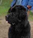 Превью фото № 43836