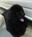 Превью фото № 44060