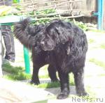 Превью фото № 44160