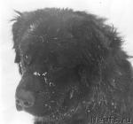 Превью фото № 44169