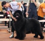 Превью фото № 44452