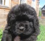 Превью фото № 4450