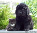 Превью фото № 44844