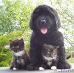 Превью фото № 44846