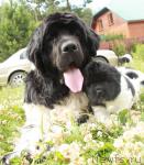 Превью фото № 44930