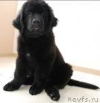 Превью фото № 45129