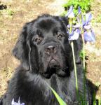 Превью фото № 45253