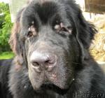 Превью фото № 45267