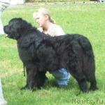 Превью фото № 45285