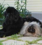 Превью фото № 45289