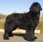 Превью фото № 45463