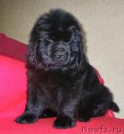 Превью фото № 45885