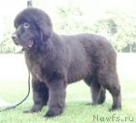 Превью фото № 46035