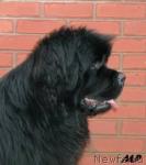 Превью фото № 46184