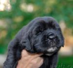 Превью фото № 46293