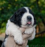 Превью фото № 46306