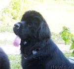 Превью фото № 46344