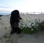 Превью фото № 46555