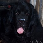 Превью фото № 46861