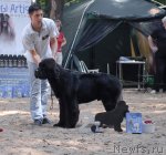 Превью фото № 47110