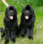 Превью фото № 47247