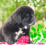 Превью фото № 47513