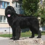 Превью фото № 4769