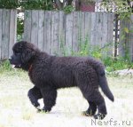 Превью фото № 48347