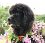 Превью фото № 48522